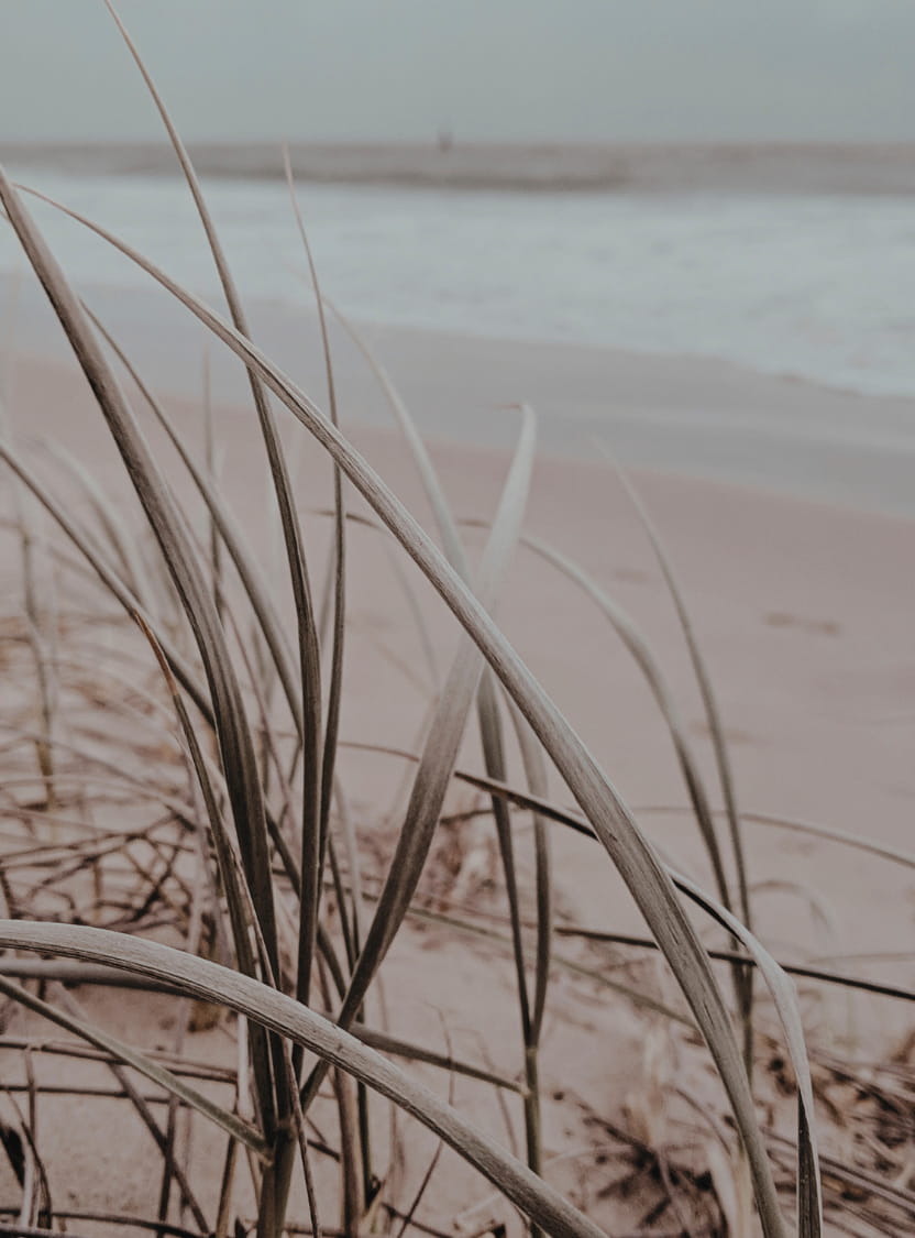 Tranquil shoreline